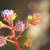 Proteaceae Serruria elongata